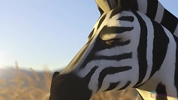 Xvideos selvagem zebras
